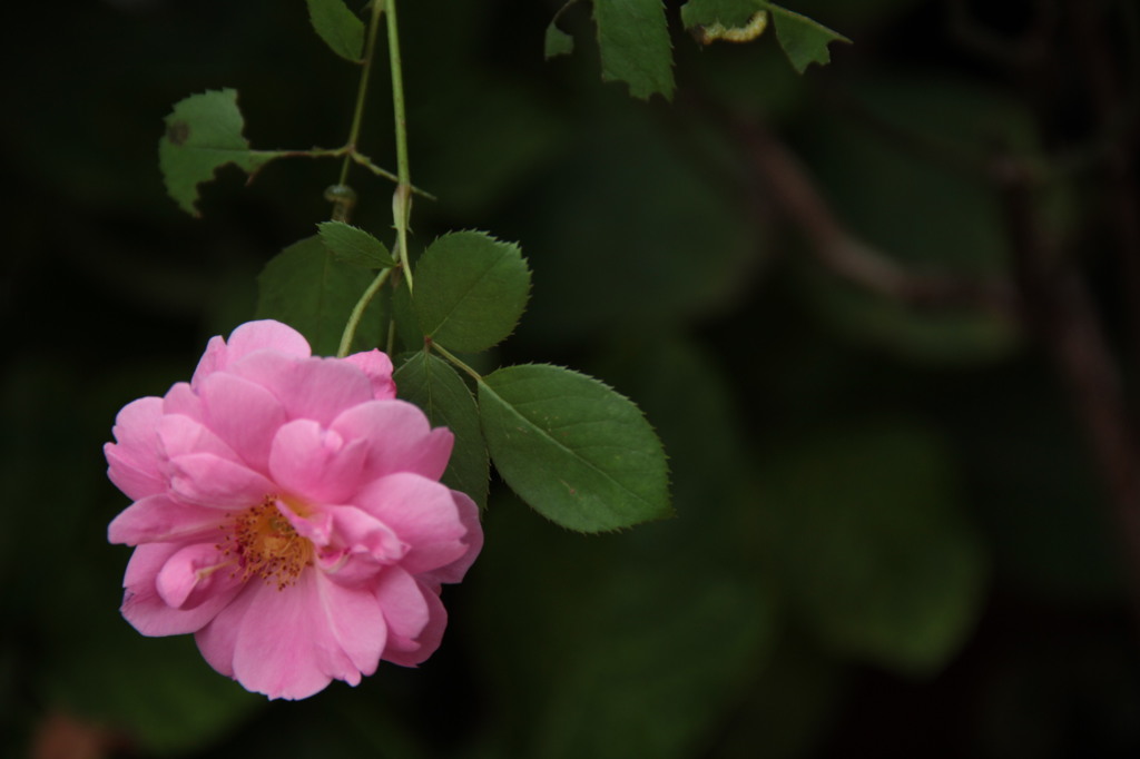 虫食い薔薇犯人もこっそり