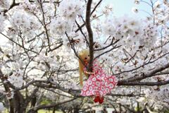 もこちゃん✕桜2025