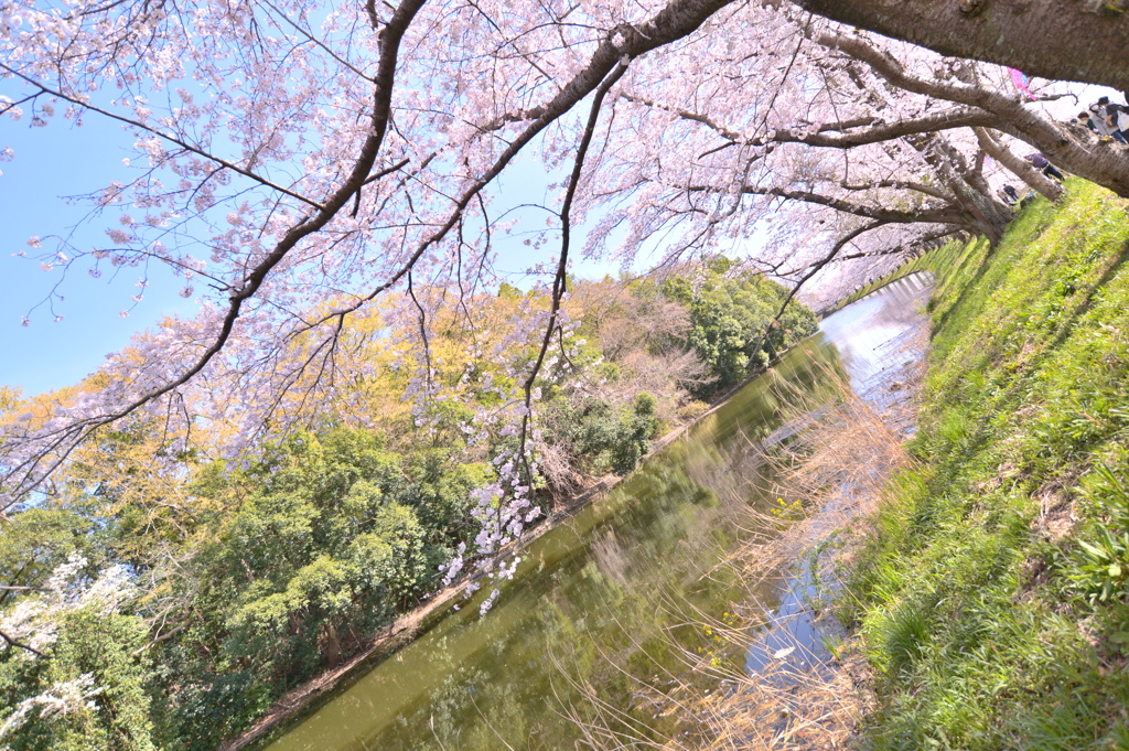 桜日和