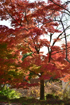 紅葉　２０１４