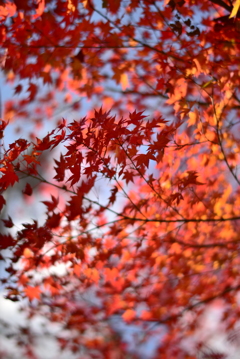 紅葉　２０１４