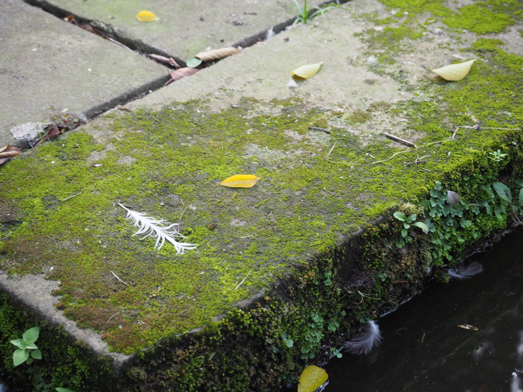 Feather
