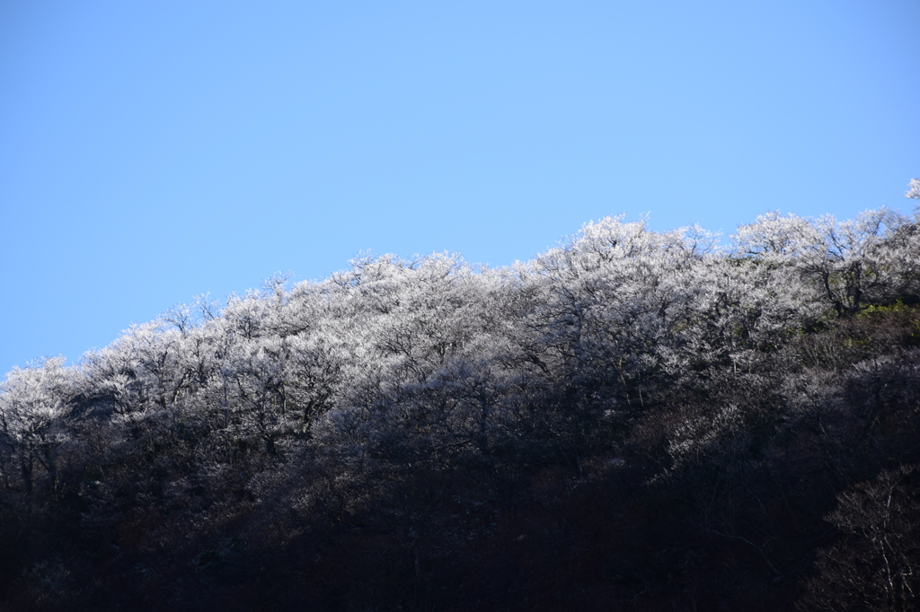 霜景色Ⅲ