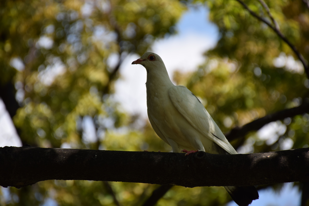 白鳩