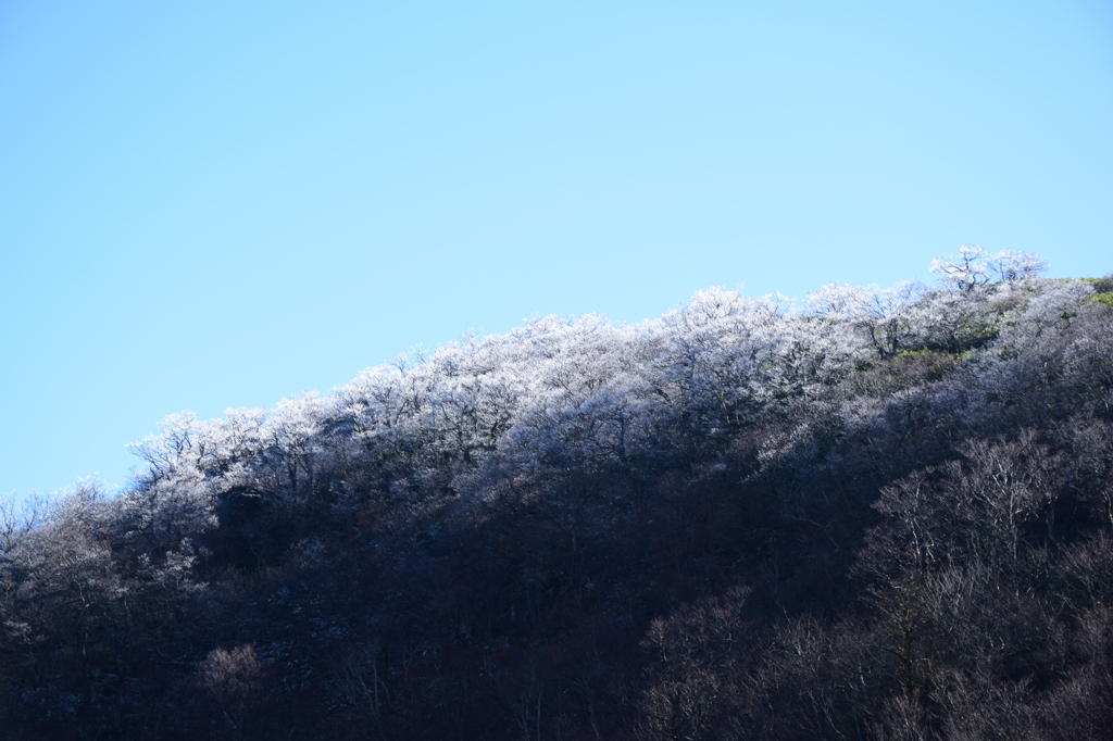 霜景色Ⅰ