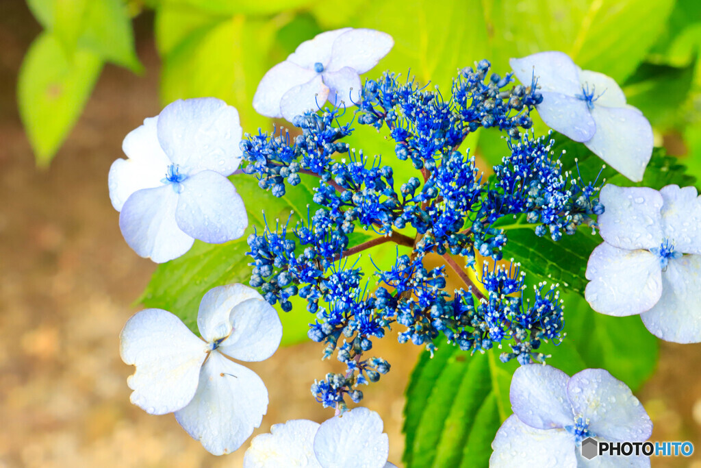 山紫陽花