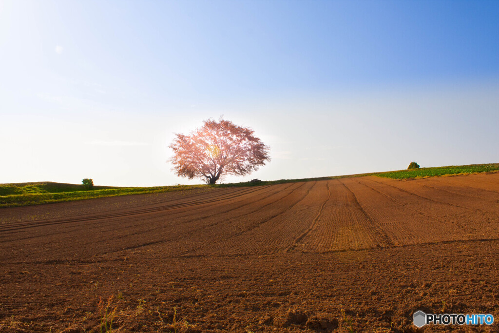 北海道を思わせる一本桜