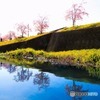 河津桜