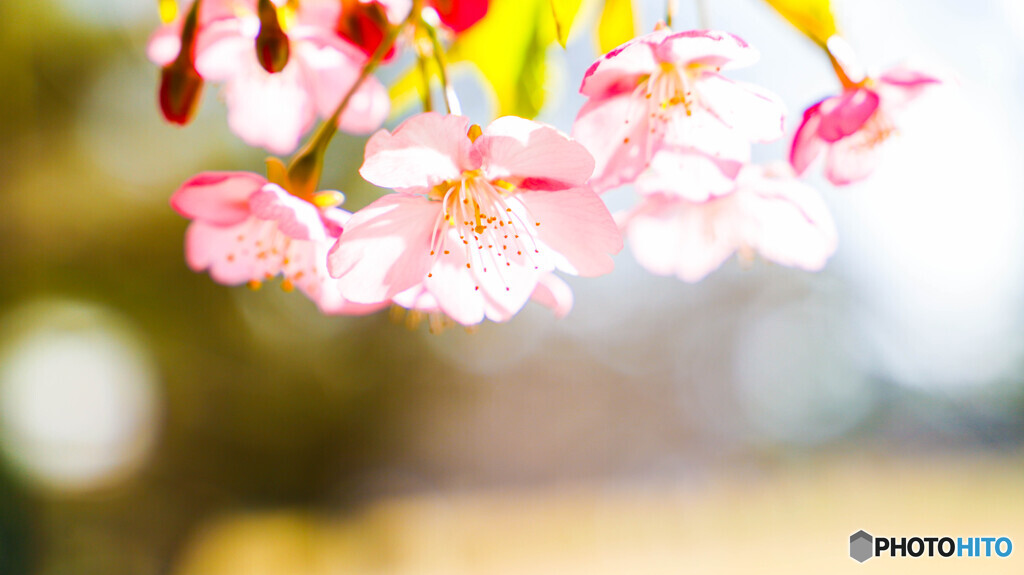 河津桜