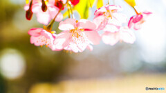 河津桜