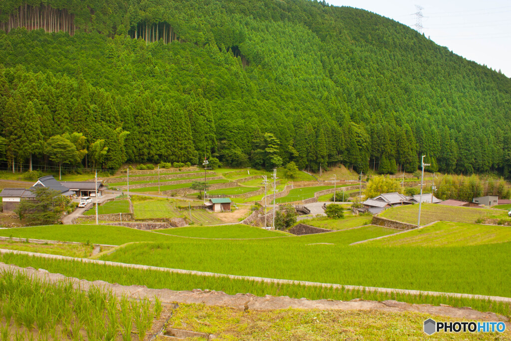 岩座神の棚田