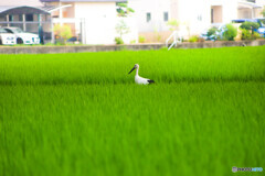 コウノトリ