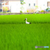 コウノトリ