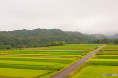 緑の棚田