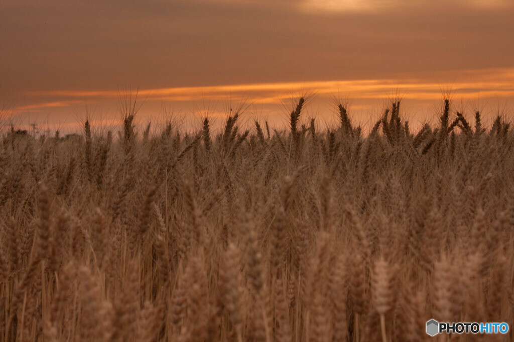 夕暮れの麦畑