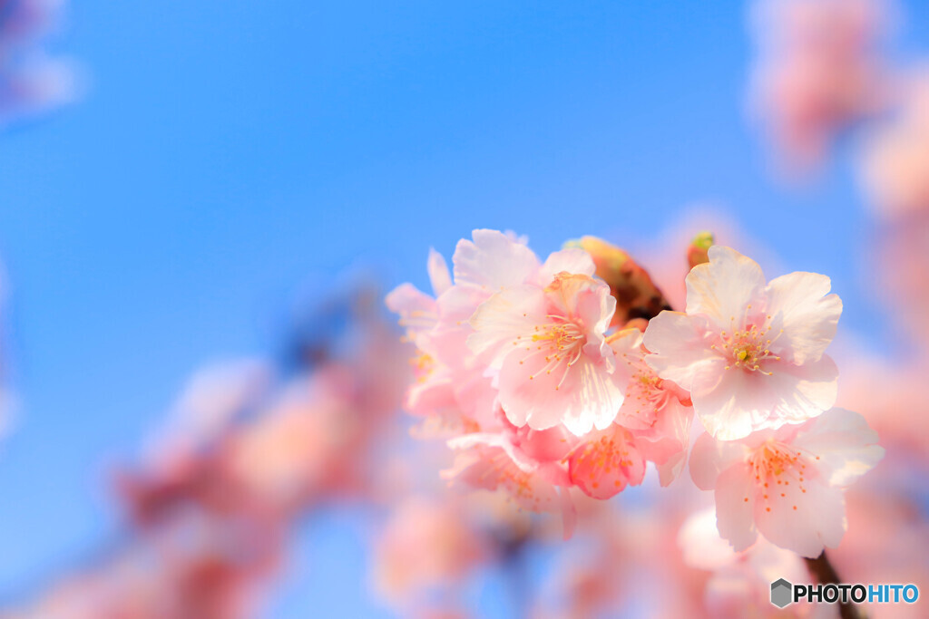 河津桜