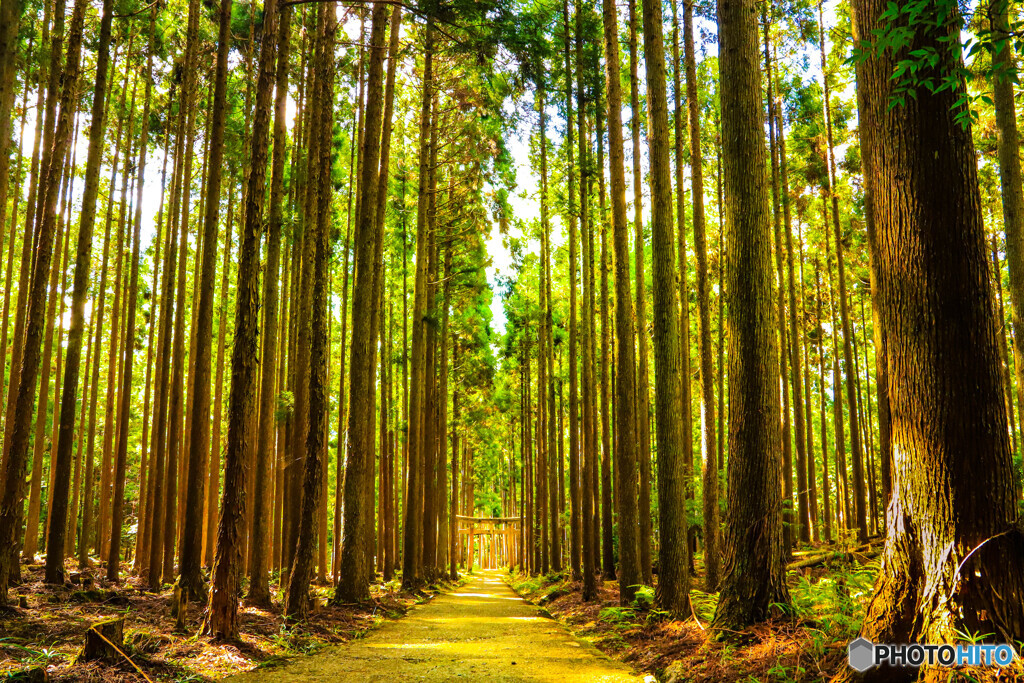 賀茂神社