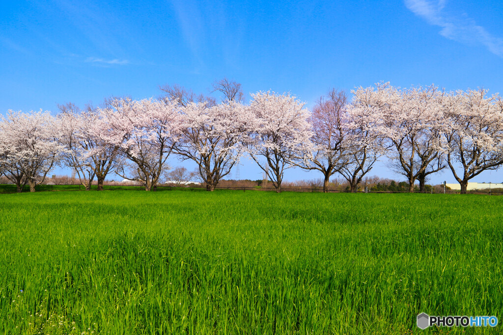 春の桜