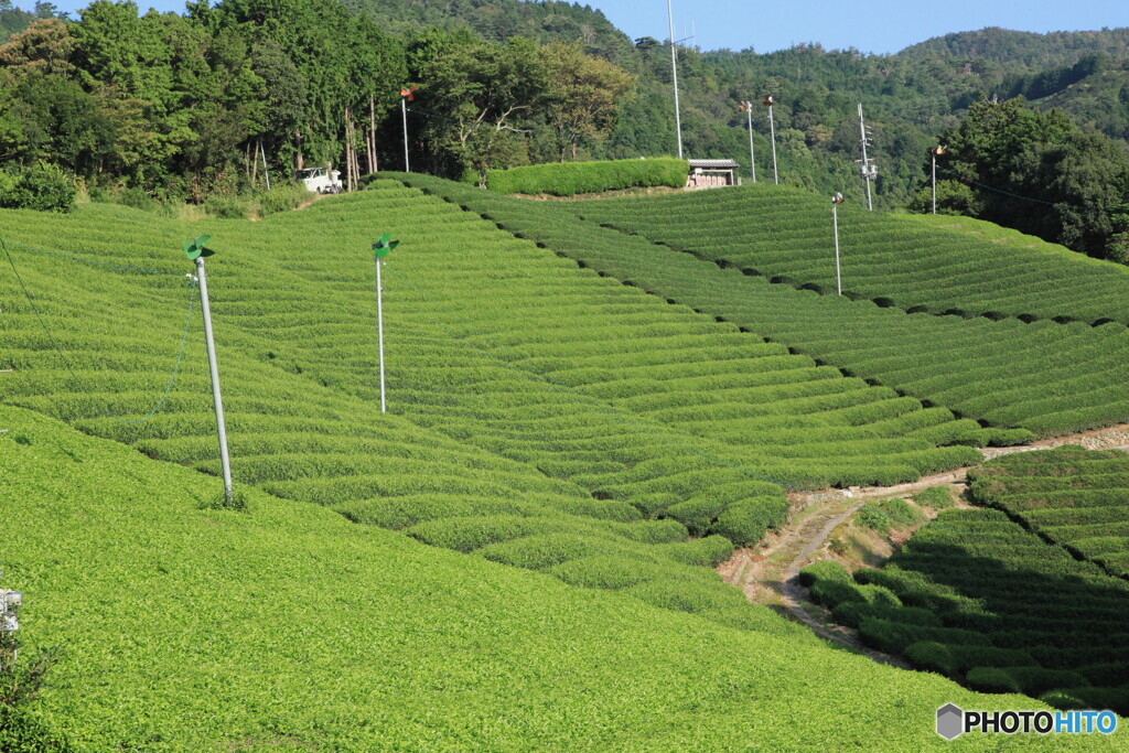 和束町の茶畑