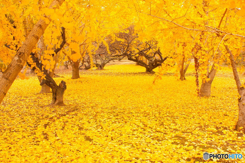 Yellow　carpet