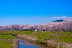 川沿いの桜並木