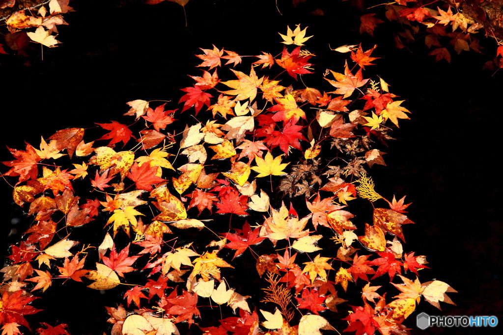 宝福寺　井戸の中の紅葉