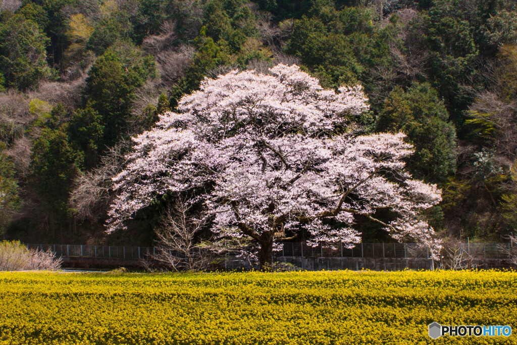 一本桜