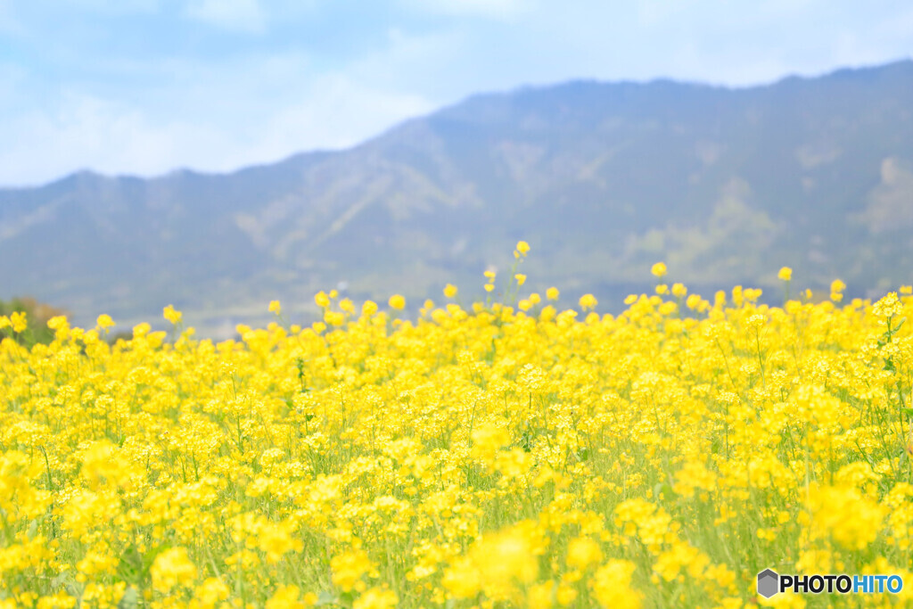 菜の花畑
