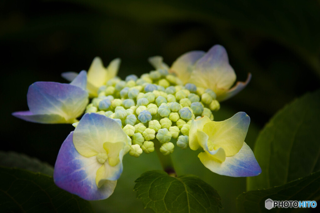 普門寺の紫陽花