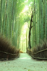 京都　嵯峨　　竹林の道　