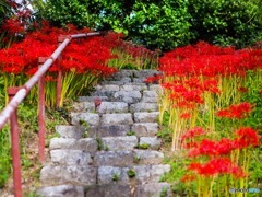 彼岸花の石段