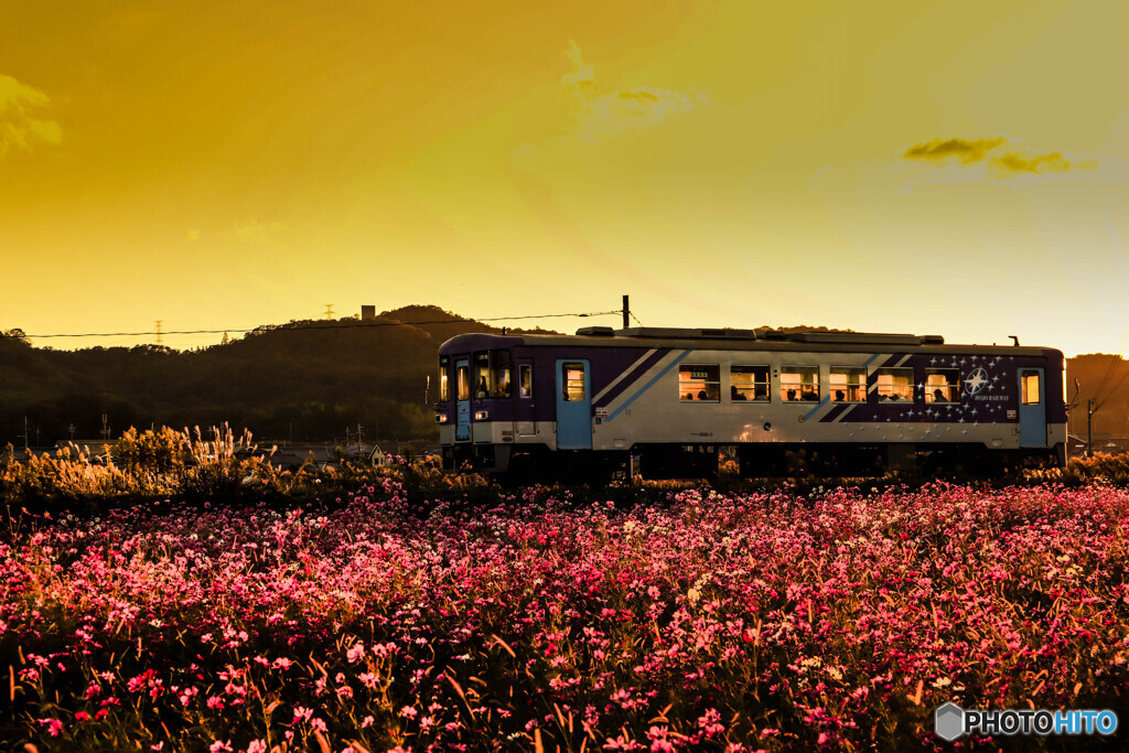 夕刻の秋桜列車