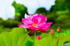 蓮の花