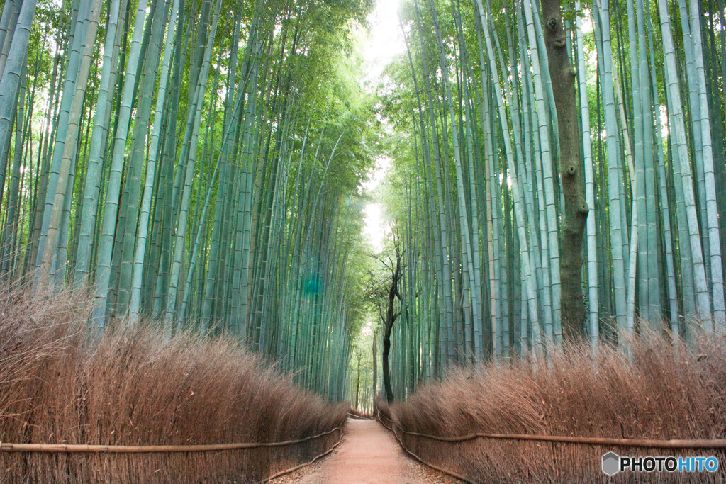 嵐山　竹林の小径