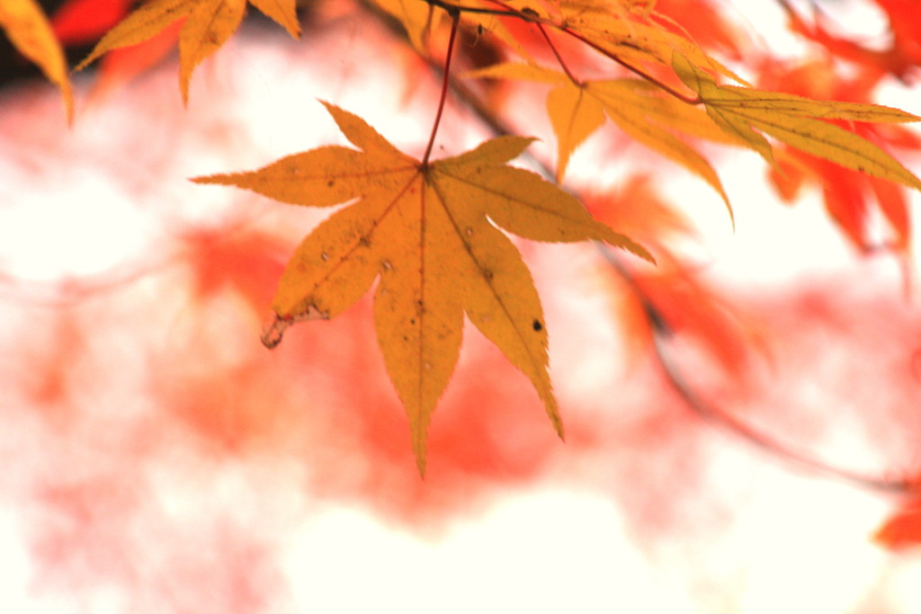 奥津渓の紅葉　