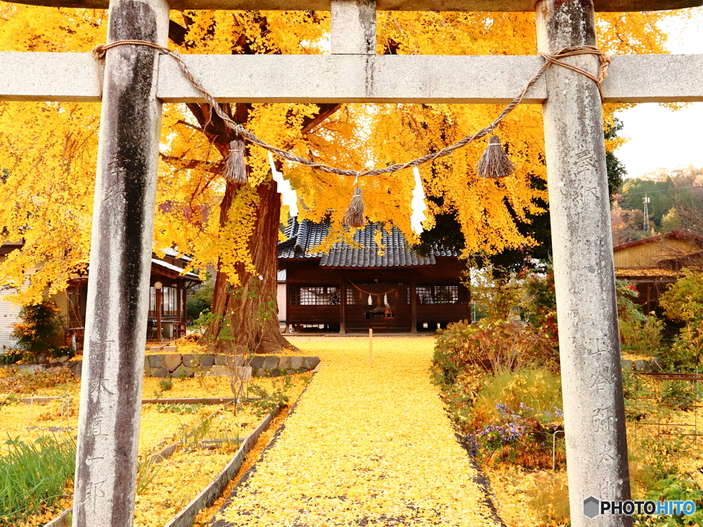 神社の黄色い絨毯
