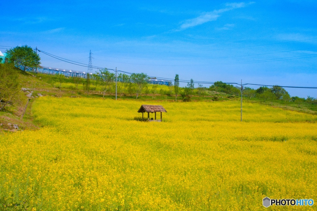 菜の花畑の井戸