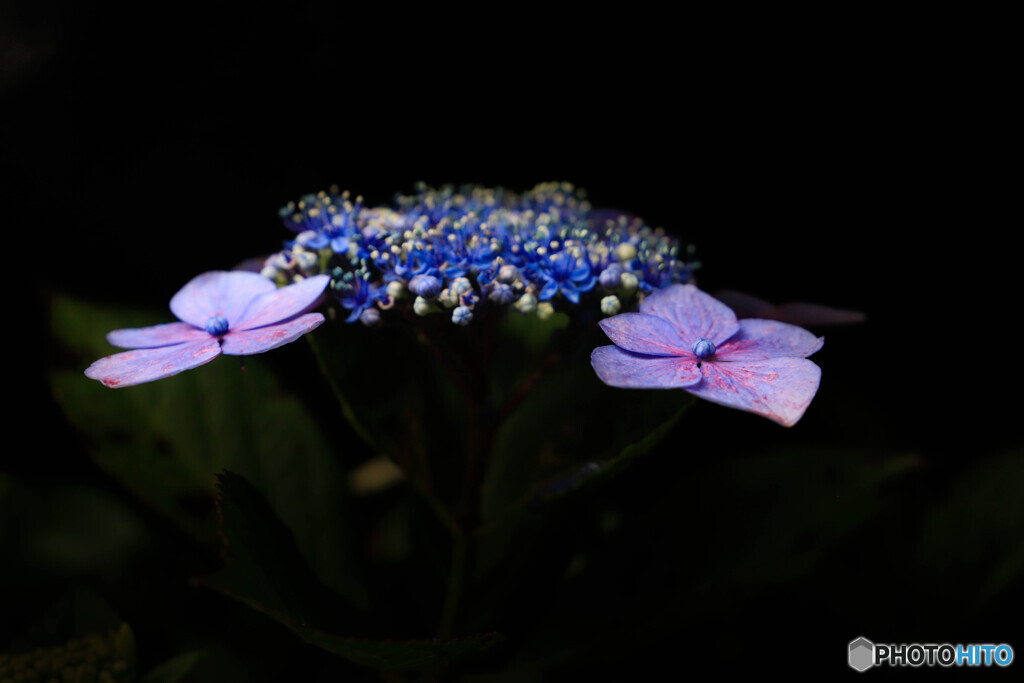 大瀧山 西法院の紫陽花