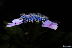 大瀧山 西法院の紫陽花