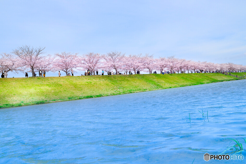 桜並木
