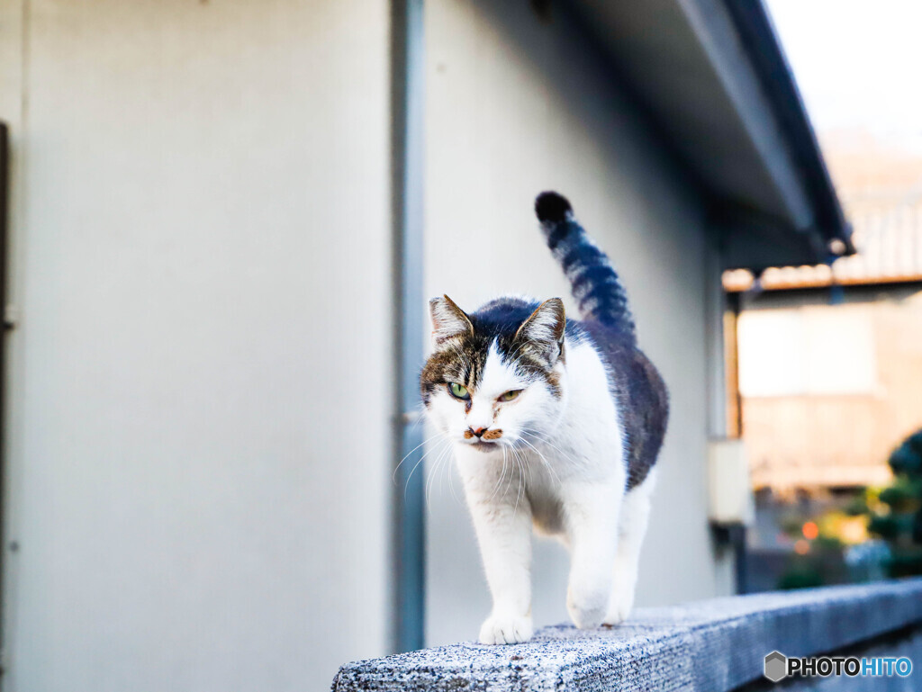野良猫