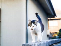 野良猫