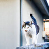 野良猫