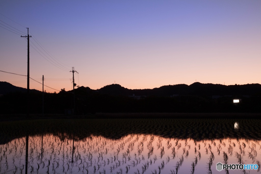 夕刻の田んぼ