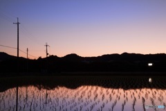 夕刻の田んぼ