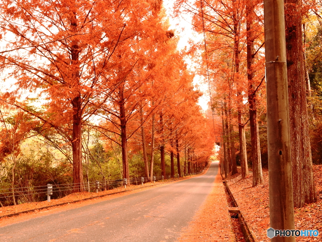メタセコイヤ並木　
