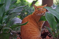 石神井公園の猫-6