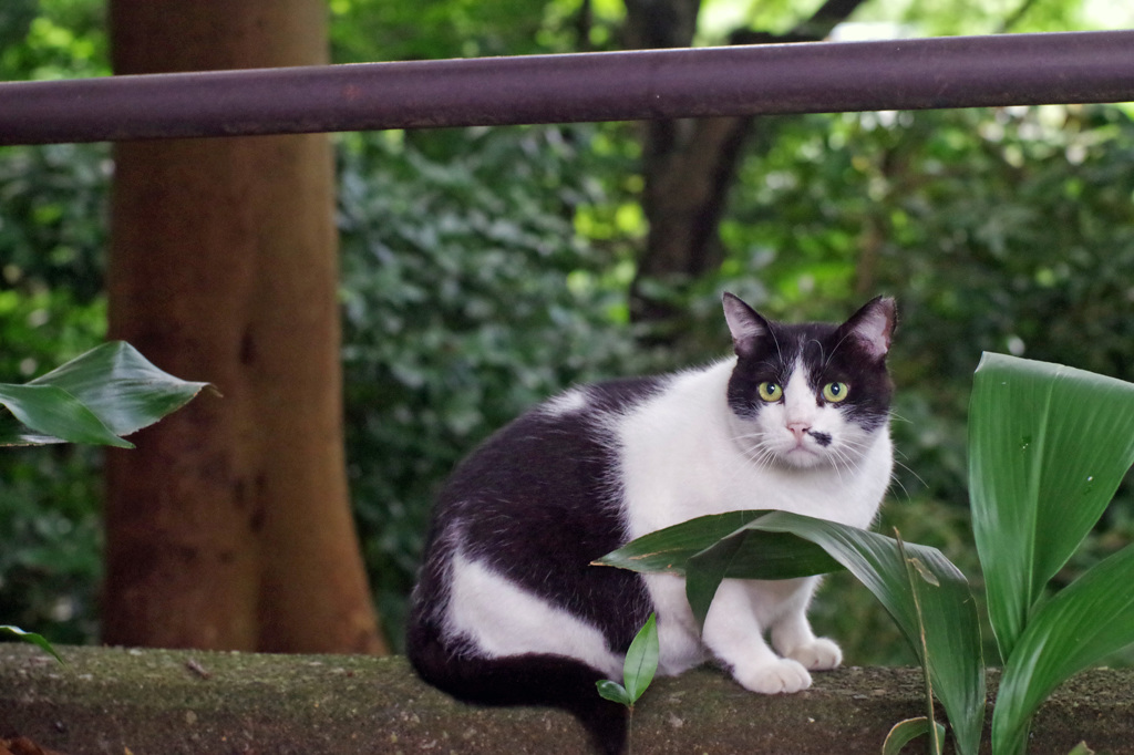 石神井公園の猫-2