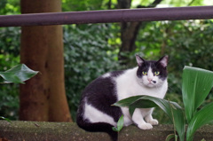 石神井公園の猫-2