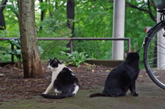 公園の猫会議（チャリンコ問題）。